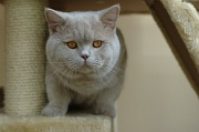 BRITISH SHORTHAIR 024